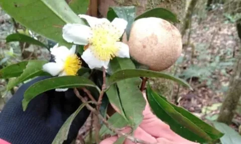 Phát hiện rừng chè cổ thụ trên 100 năm tuổi ở Đắk Nông