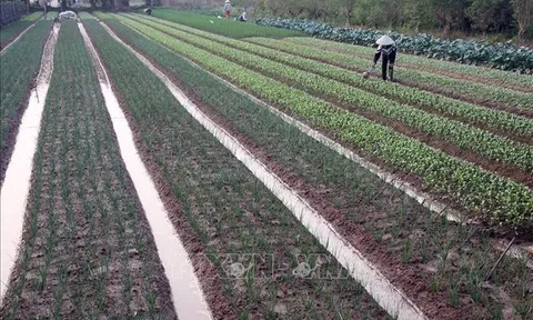 Tiếp tục miễn thuế sử dụng đất nông nghiệp: Không bao hàm 'ưu đãi vô điều kiện'