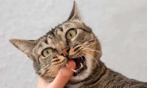 Cụ bà 71 tuổi nghi bị bệnh dại, tử vong sau 2 năm bị mèo cắn