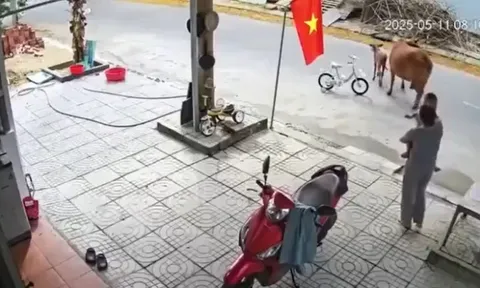 Clip: Khoảnh khắc bò thả rông húc ngã cháu bé ở Đà Nẵng khiến ai nấy xót xa