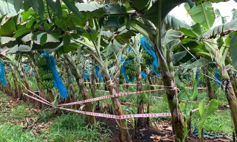 Hiện trường thương tâm khi thấy thi thể bé sơ sinh trong bụi chuối ở Bà Rịa-Vũng Tàu