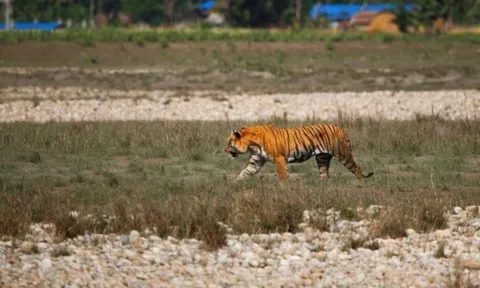 Người phụ nữ 50 tuổi bị hổ dữ tấn công, tử vong thương tâm khi đang nhổ cỏ