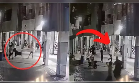 Bé gái 4 tháng tuổi bị chó cắn tử vong thương tâm khi cùng người nhà đi dạo