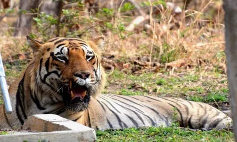 Bị hổ dữ tấn công, người phụ nữ 65 tuổi tử vong thương tâm