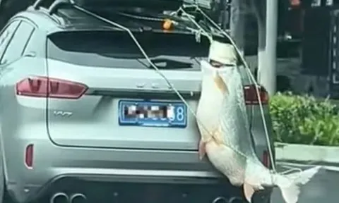 Bất ngờ lý do người đàn ông treo cá khổng lồ sau ô tô diễu phố