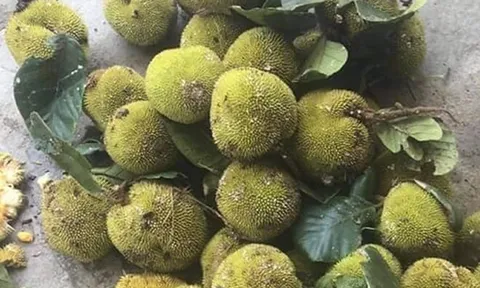 Loại quả từ chín rụng không ai ngó ngàng đến đặc sản cực hấp dẫn, 90.000 đồng/kg