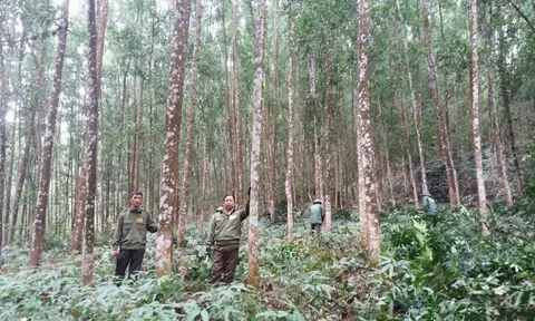 Quản lý rừng bền vững, phân cấp đến từng xã