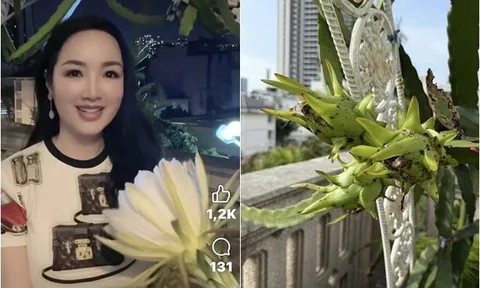 "Hoa hậu độc nhất vô nhị Việt Nam" mát tay trồng quả ngọt trên sân thượng "lâu đài trắng" 1.000m2