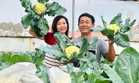 Mẹ 3 con Biên Hòa trồng 2 vườn rau xanh mướt trên ban công và sân thượng, rau trái trĩu giàn quanh năm