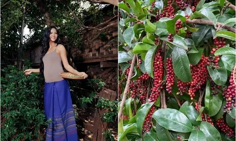 "Hoa hậu nghèo nhất Việt Nam" khoe loài cây tuổi thơ, quả giàu chất chống oxy hóa, trồng một cây nhà không giàu cũng có phúc khí