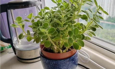 Cây cảnh đuổi muỗi cực đỉnh, lại được ví như “mèo Thần Tài” nhưng nay bị nhiều người cho vào danh sách đen vì 4 lý do