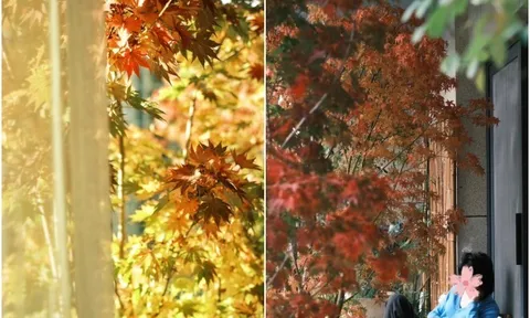 9X biến ban công thành thiên đường mùa thu bằng cây "tài lộc" này, thu về ngay tại nhà, may mắn cũng gõ cửa