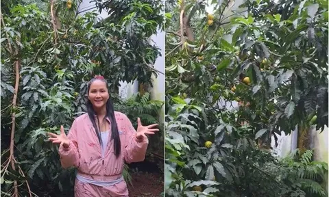 Nhà "Hoa hậu nghèo nhất Việt Nam" ở quê có loài cây nghe tên rất sang trọng, mẹ cô ăn hết mấy chục trái