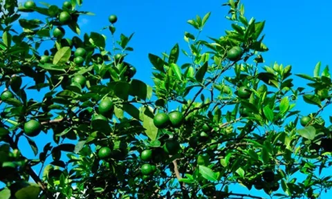 Loại quả "tốt nhất thế giới", Việt Nam trồng khắp nơi thành đặc sản chỉ từ 8.000 đồng/kg, tốt cho sức khoẻ