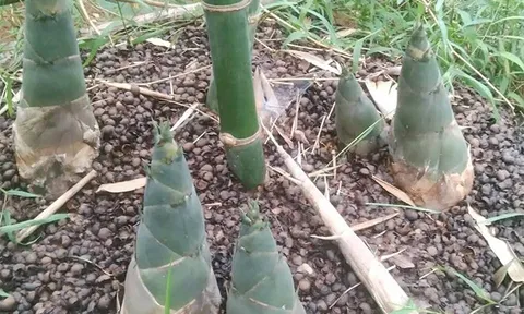 Món xưa "người nghèo" ăn đến chán ngán, nay thành đặc sản ở thành phố làm đủ món ngon, tốt cho sức khỏe