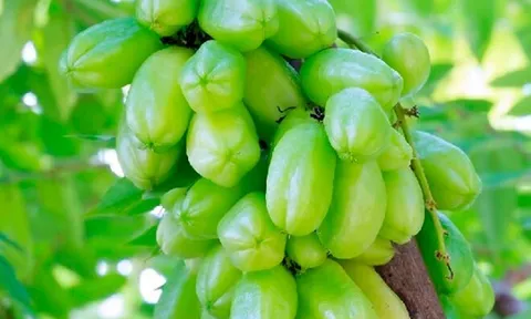 Loại quả xưa không ai ngó ngàng, nay lên đời thành đặc sản được ưa chuộng giá 150.000 đồng/kg, tốt cho sức khoẻ