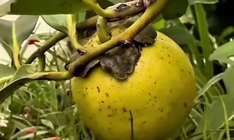 Loại quả 500.000 đồng/kg được diva Hồng Nhung và “phú bà” showbiz trồng trong biệt thự 10.000m2, cực dễ chăm lại hút lộc vào nhà