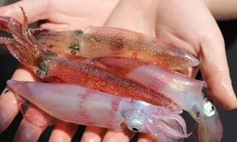 Cách luộc mực giòn ngon, căng mọng, đẹp mắt không bị dai khô, 10 người ăn 11 người khen tới tấp thi nhau xin bí kíp