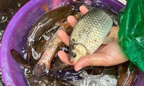 Loài cá ở quê được ví như "thuốc bổ" nhưng ít người mua ăn, giá chỉ từ 30.000 đồng/kg, tốt cho sức khoẻ
