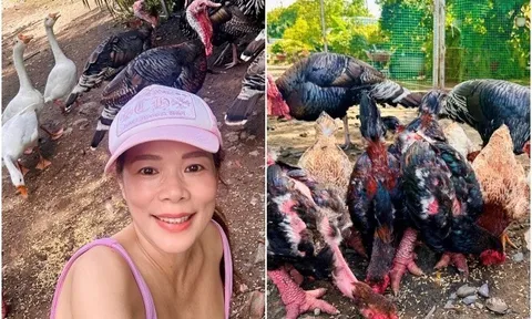 Ca sĩ Mỹ Lệ thu hoạch "trái cây khổng lồ" trong khu vườn hơn 10.000m2: Nải chuối to chưa từng thấy, nhìn quả dứa càng bàng hoàng