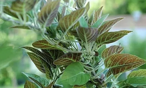 3 loại rau ít ngậm thuốc trừ sâu, mọc dại ở bờ rào nhưng là “tiên dược” cho sức khỏe, tiếc là người Việt chê nên ít dùng