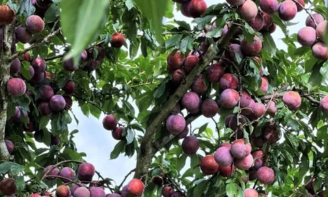 Loại quả "tốt nhất thế giới" được trồng bạt ngàn ở Việt Nam, thành đặc sản chỉ từ 15.000 đồng/kg, tốt cho sức khỏe