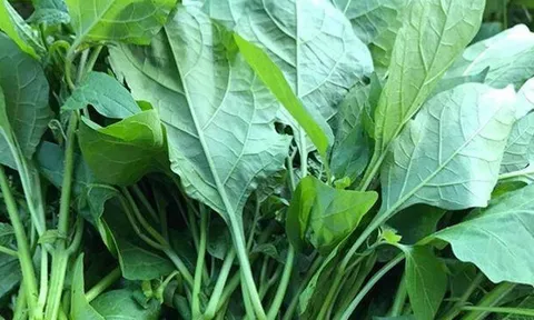 Loại rau mọc dại bỗng biến thành đặc sản, giá đắt đỏ nhưng có thật sự tốt với sức khỏe?