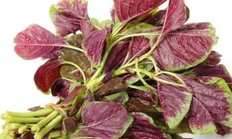 Loại rau là vua của sắt và canxi, dưỡng chất hơn hẳn hải sản lẫn thịt bò, tiếc rằng nhiều người Việt ngó lơ