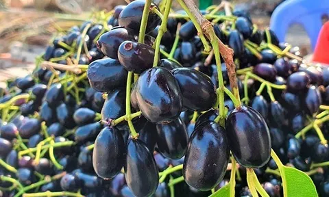 Loại quả xưa chín rụng không ai ngó ngàng, nay thành đặc sản lạ ở thành phố 100.000 đồng/kg, tốt cho sức khoẻ