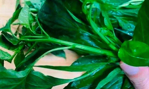 Loại lá xưa không ai ăn, nay thành đặc sản được người thành phố ưa chuộng vì hương vị đặc biệt, tốt cho sức khoẻ