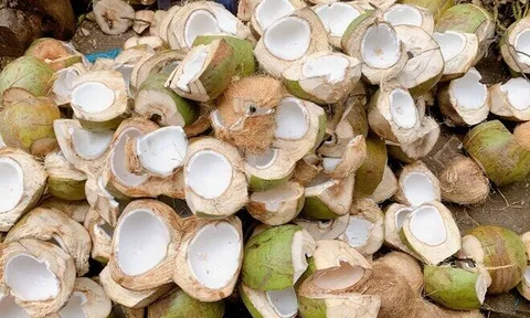 Thứ xưa dành cho "người nghèo" nay thành đặc sản Tết Bính Ngọ 2026, được ưa chuộng giá 250.000 đ/kg, tốt cho sức khỏe