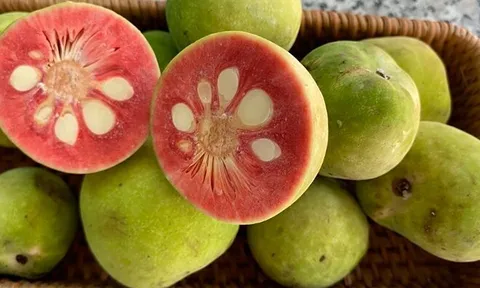 Loại quả dại xanh hay chín đều ăn được, xưa rụng đầy sân giờ thành đặc sản được ưa chuộng, tốt cho sức khoẻ