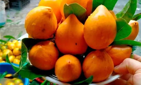 Loại quả xưa chín rụng đầy sân nay thành đặc sản, trồng một lần thu hoạch nhiều năm, tốt cho sức khoẻ
