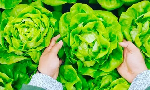Loại rau "tốt bậc nhất thế giới" ở Việt Nam được trồng bạt ngàn thành đặc sản, giá từ 15.000 đồng/kg, tốt cho sức khỏe