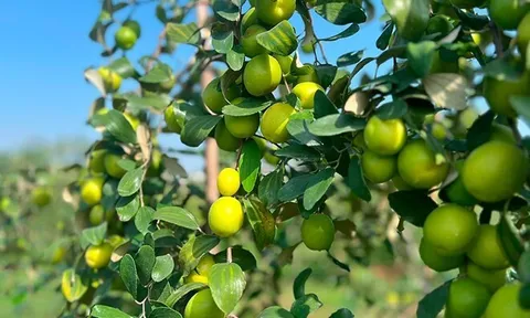 Loại quả "tốt nhất thế giới" chỉ có ở Hải Phòng, nay thành đặc sản Tết Bính Ngọ được ưa chuộng, tốt cho sức khoẻ