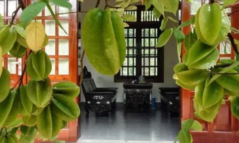 Nhìn giá vàng hôm nay vượt đỉnh, tôi mới biết tại sao nhà giàu hay trồng cây khế