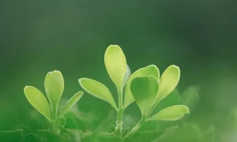 Người thực sự thông minh không đăng 4 thứ này lên mạng xã hội