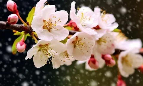 Tết Nguyên đán đến gần, 4 việc người khôn ngoan quyết tránh xa, kẻ dại vẫn thường mắc