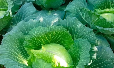 Loại rau "tốt bậc nhất thế giới" ở Việt Nam được trồng bạt ngàn thành đặc sản, giá từ 8.000 đồng/kg, tốt cho sức khỏe