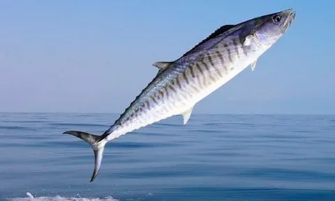 Loại cá "tốt hơn cá hồi" chợ Việt bán nhiều vô kể, xưa ít người ăn nay thành đặc sản từ 90.000 đồng/kg, tốt cho sức khoẻ