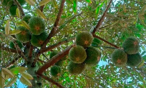 Loại quả đắt nhất thế giới được trồng thành công ở Việt Nam, là đặc sản 400.000 đồng/kg, tốt cho sức khoẻ