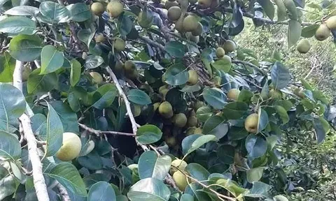 Loại quả "tốt nhất thế giới" được trồng bạt ngàn ở Việt Nam, thành đặc sản từ 15.000 đồng/kg, tốt cho sức khỏe