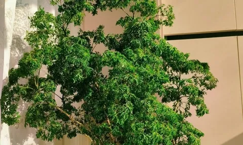 Cây cảnh được mệnh danh “bảo bối nội thất”, vừa đẹp sang, hút tài lộc lại ăn được từ ngọn tới gốc, rất được chuộng dịp Tết