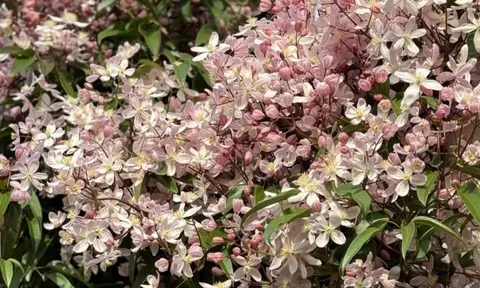 Loài hoa này đẹp hơn trầu bà gấp 100 lần, nở cả nghìn bông một lúc thành bức tường hoa, tỏa hương thơm ngát