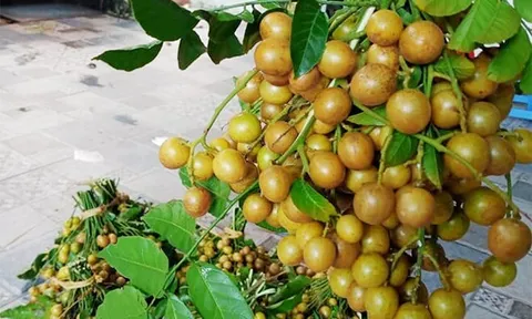 Loại quả xưa rụng đầy sân, nay thành món khoái khẩu ở thành phố được "săn lùng" giá 210.000 đ/kg, tốt cho sức khoẻ
