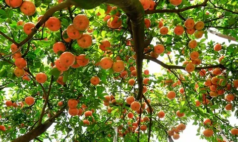 Loại quả đặc sản “tốt nhất thế giới” chỉ có ở Đồng Tháp, trồng một lần thu hoạch nhiều năm, tốt cho sức khoẻ