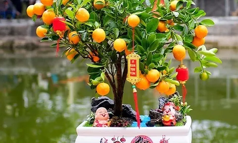 Loại quả "tốt nhất thế giới" khi trưng Tết xong có nên dùng hay không? Đáp án dễ nhưng không phải ai cũng biết