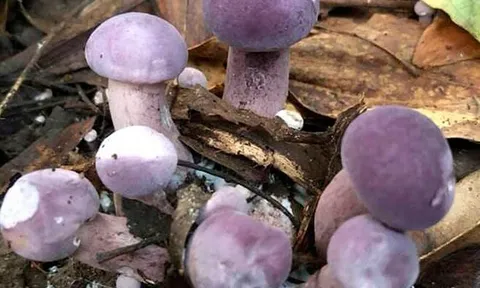 Đặc sản nhà nghèo "ngon hơn rau, bổ hơn thịt", nay làm thành đủ món ăn ngon giá 50.000 đồng/kg, tốt cho sức khoẻ