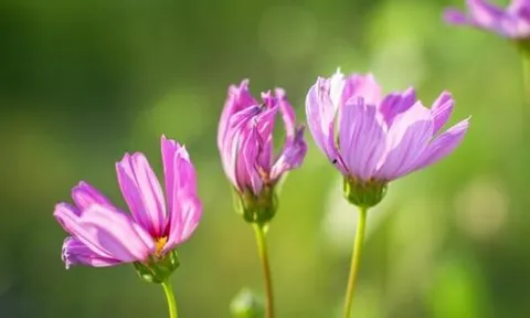 Năm 2026, càng nhớ 3 điều này, cuộc sống của bạn sẽ càng dễ dàng, suôn sẻ