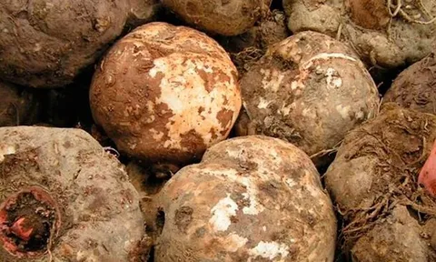 Đặc sản xưa người nghèo ăn "cứu đói", nay thành món khoái khẩu được ưa chuộng vì hương vị lạ, tốt cho sức khỏe